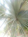 Fan Palm & x28;Bismarckia Noblis& x29;.